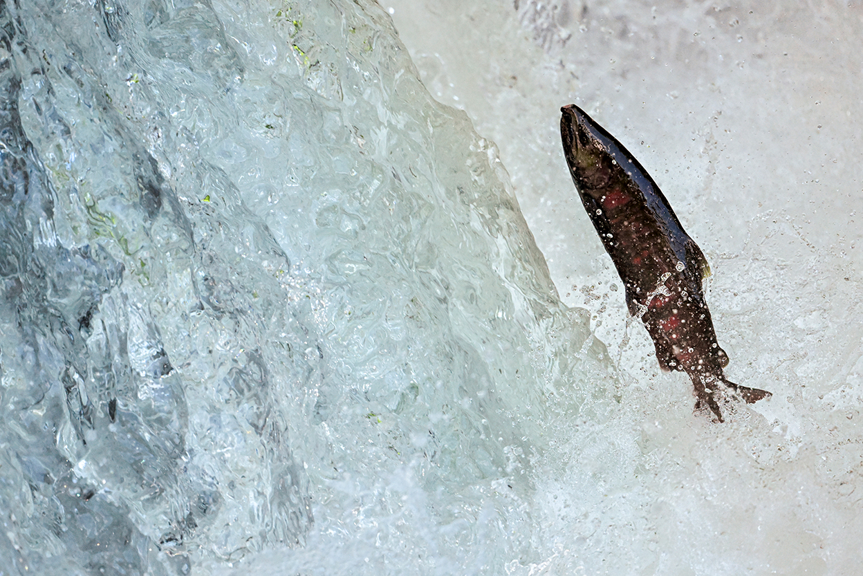 佐藤 章 Akira Sato×NIKKOR Z 600mm f/6.3 VR S作品