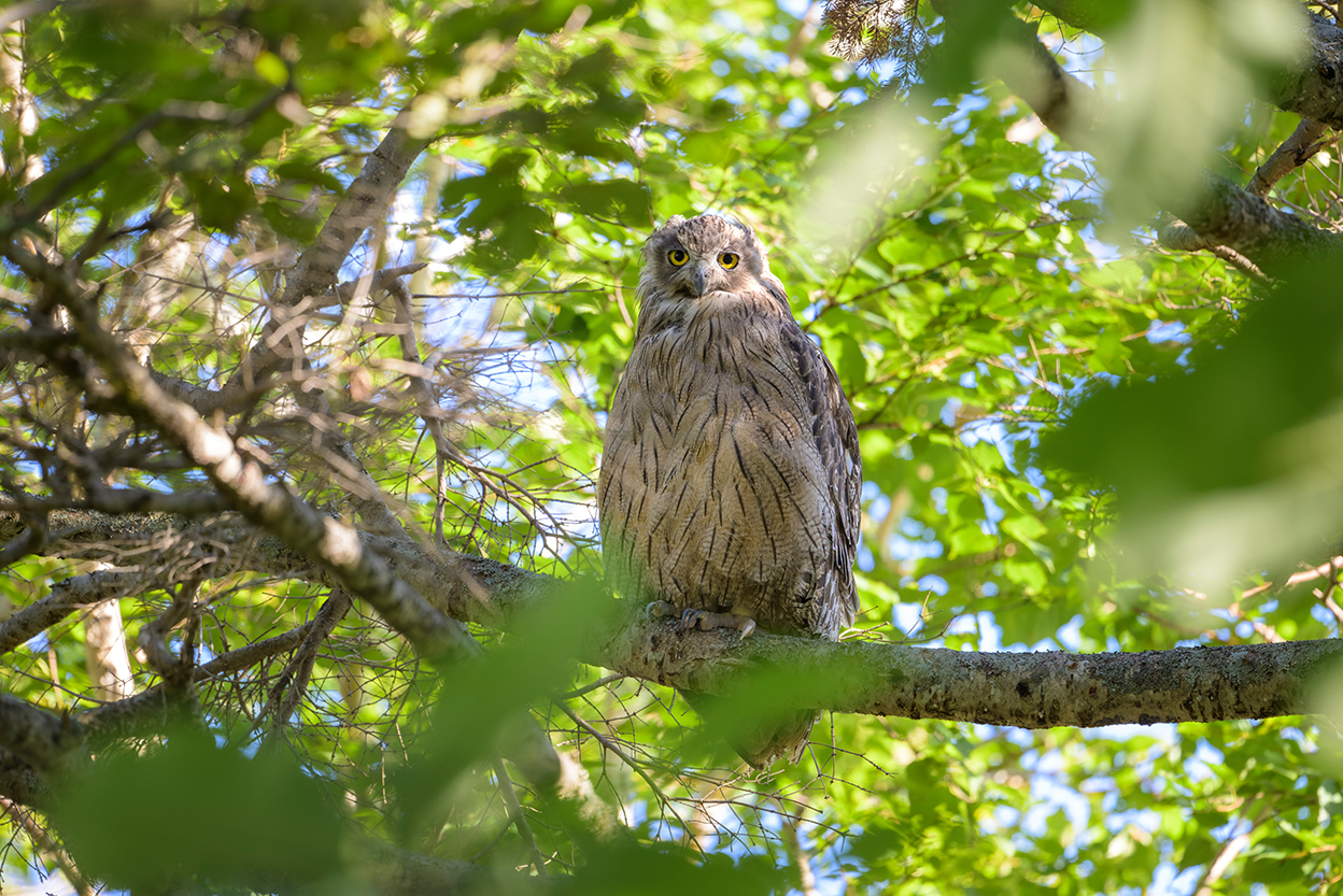 佐藤 章 Akira Sato×NIKKOR Z 600mm f/6.3 VR S作品