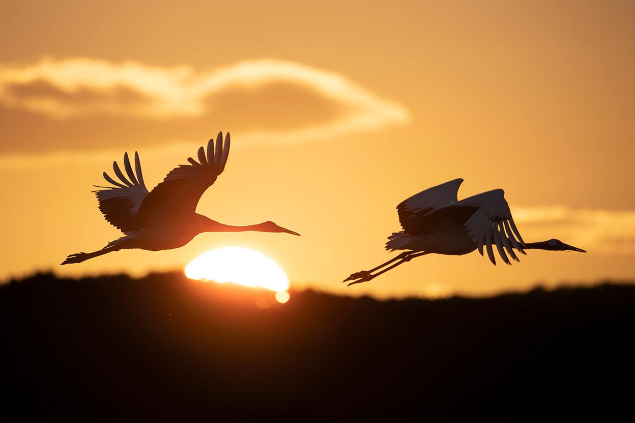 佐藤 章 Akira Sato×NIKKOR Z 600mm f/6.3 VR S作品