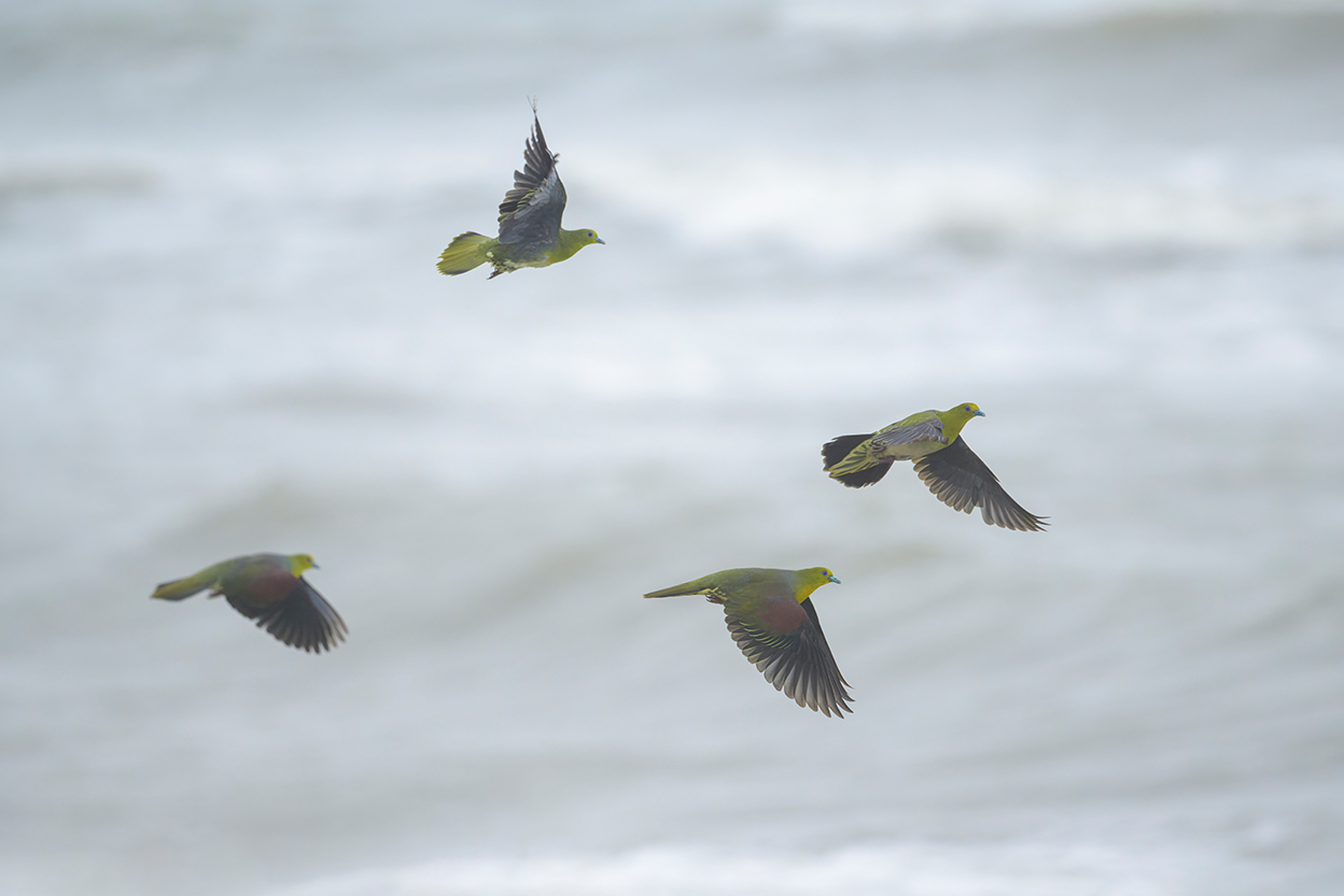 佐藤 章 Akira Sato×NIKKOR Z 600mm f/6.3 VR S作品