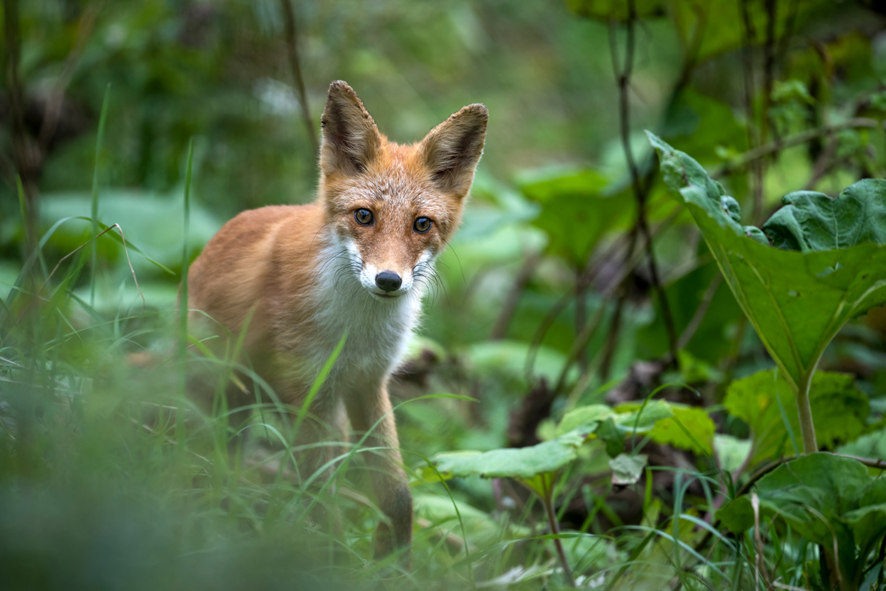 佐藤 章 Akira Sato×NIKKOR Z 600mm f/6.3 VR S作品