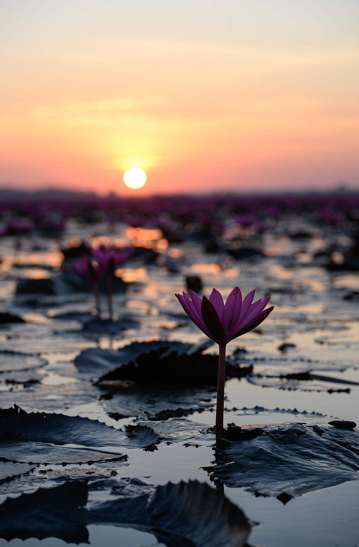 しふぉん Shiho Kawahara×NIKKOR Z 24-120mm f/4 S作品