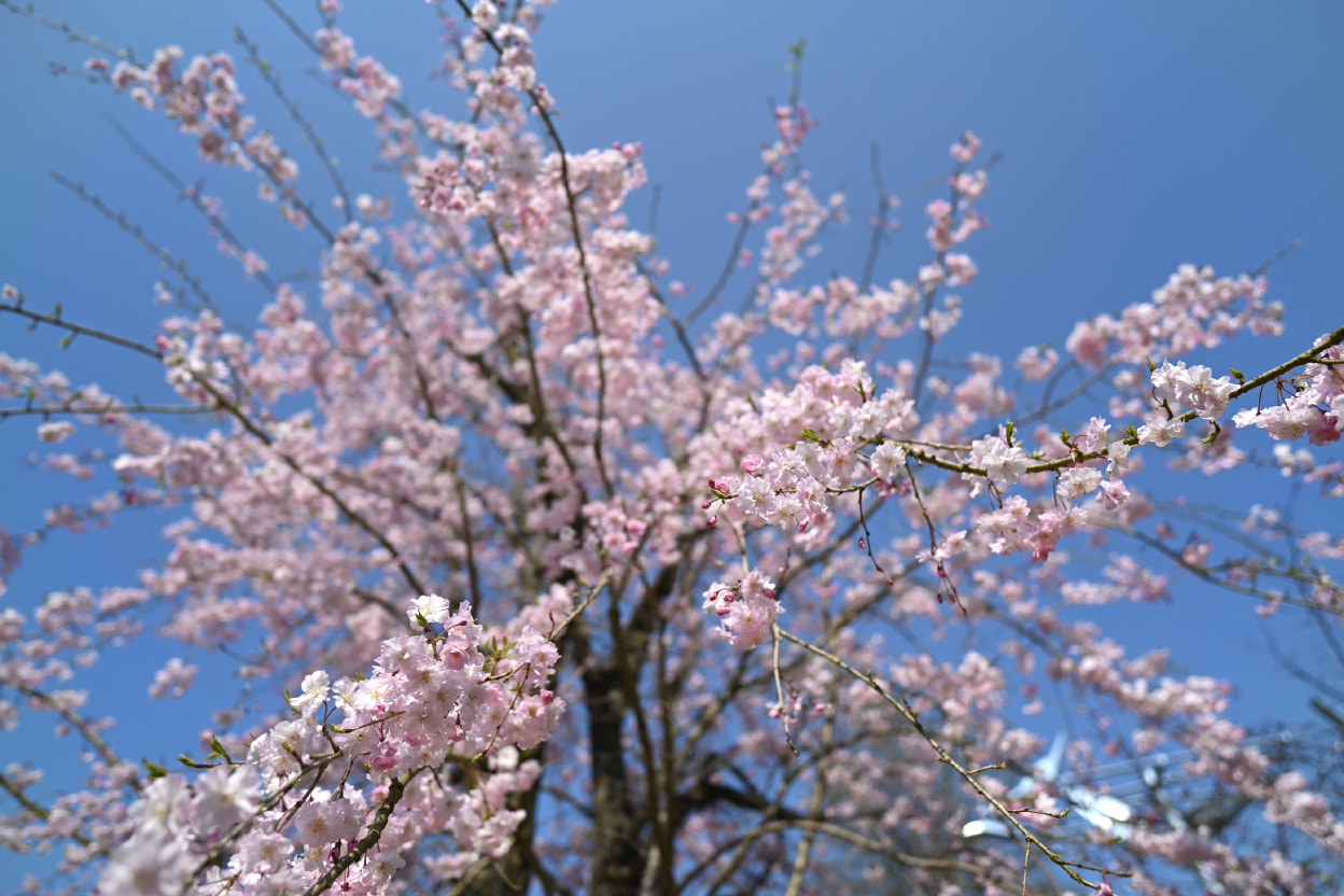 山野 泰照×NIKKOR Z 20mm f/1.8 S作品