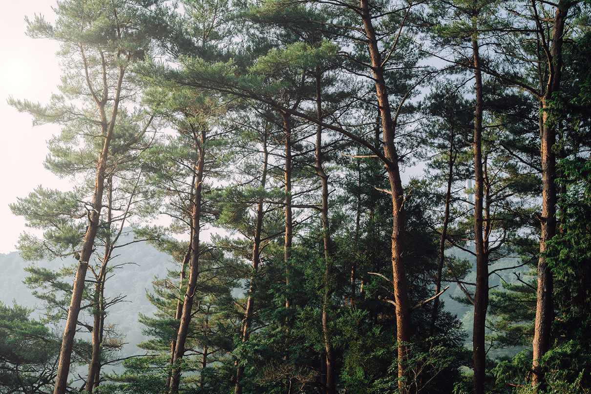 yukkey Takayuki Yoshikawa×NIKKOR Z 24-70mm f/2.8 S II作品