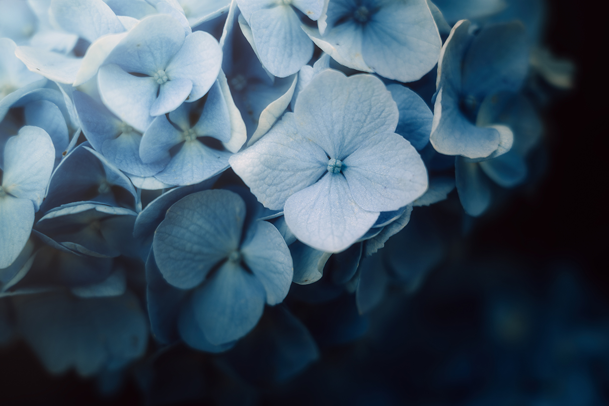 yukkey Takayuki Yoshikawa×NIKKOR Z 24-70mm f/2.8 S II作品