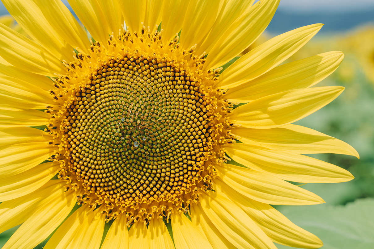 yukkey Takayuki Yoshikawa×NIKKOR Z 24-70mm f/2.8 S II作品