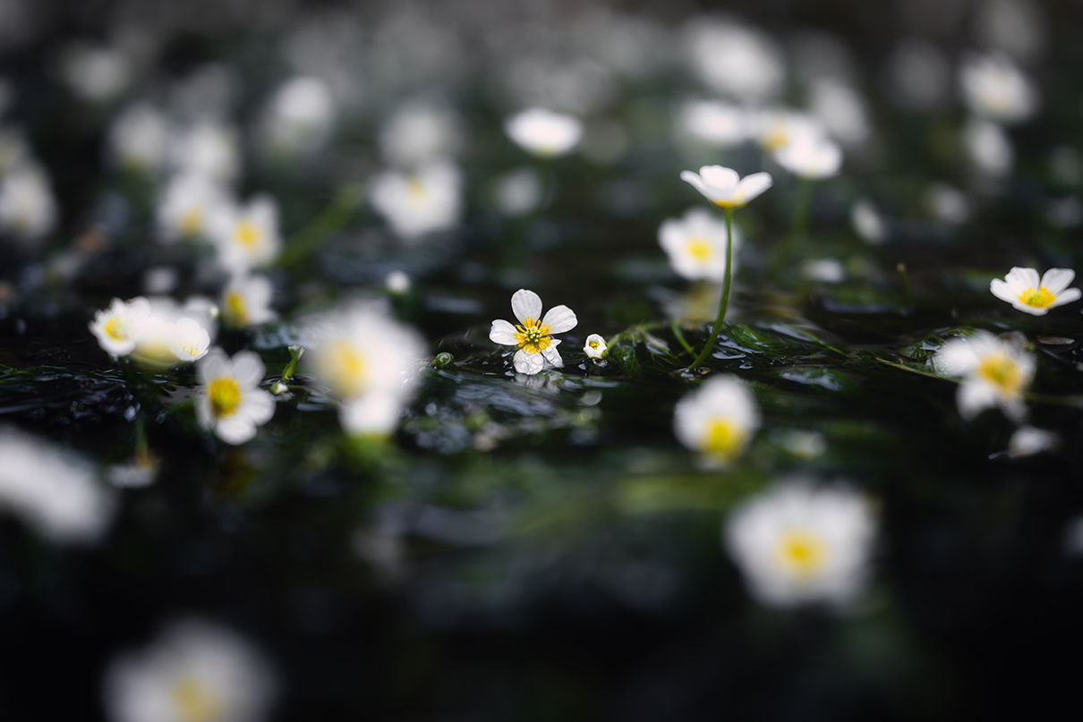 yukkey Takayuki Yoshikawa×NIKKOR Z 24-70mm f/2.8 S II作品