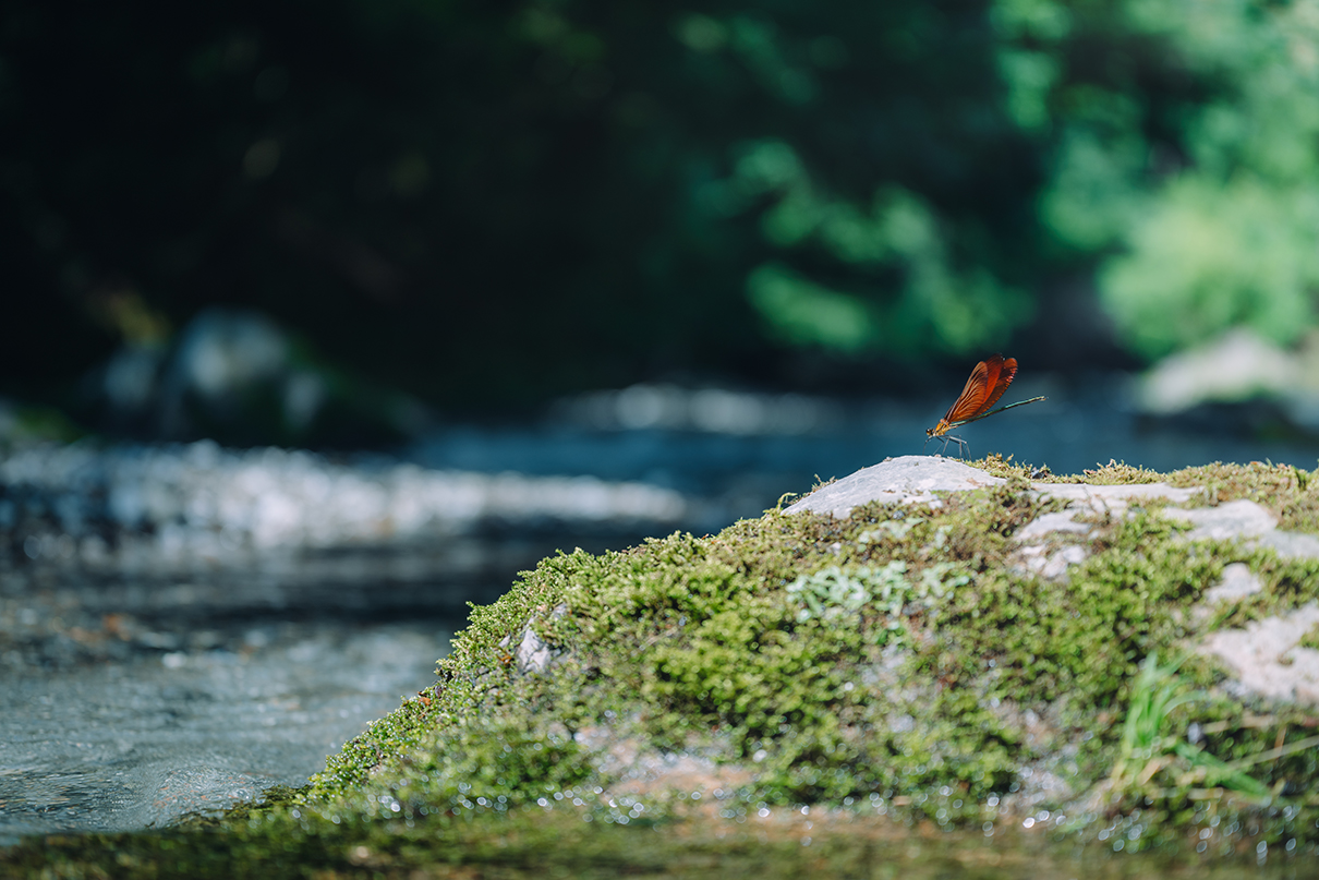yukkey Takayuki Yoshikawa×NIKKOR Z 24-70mm f/2.8 S II作品