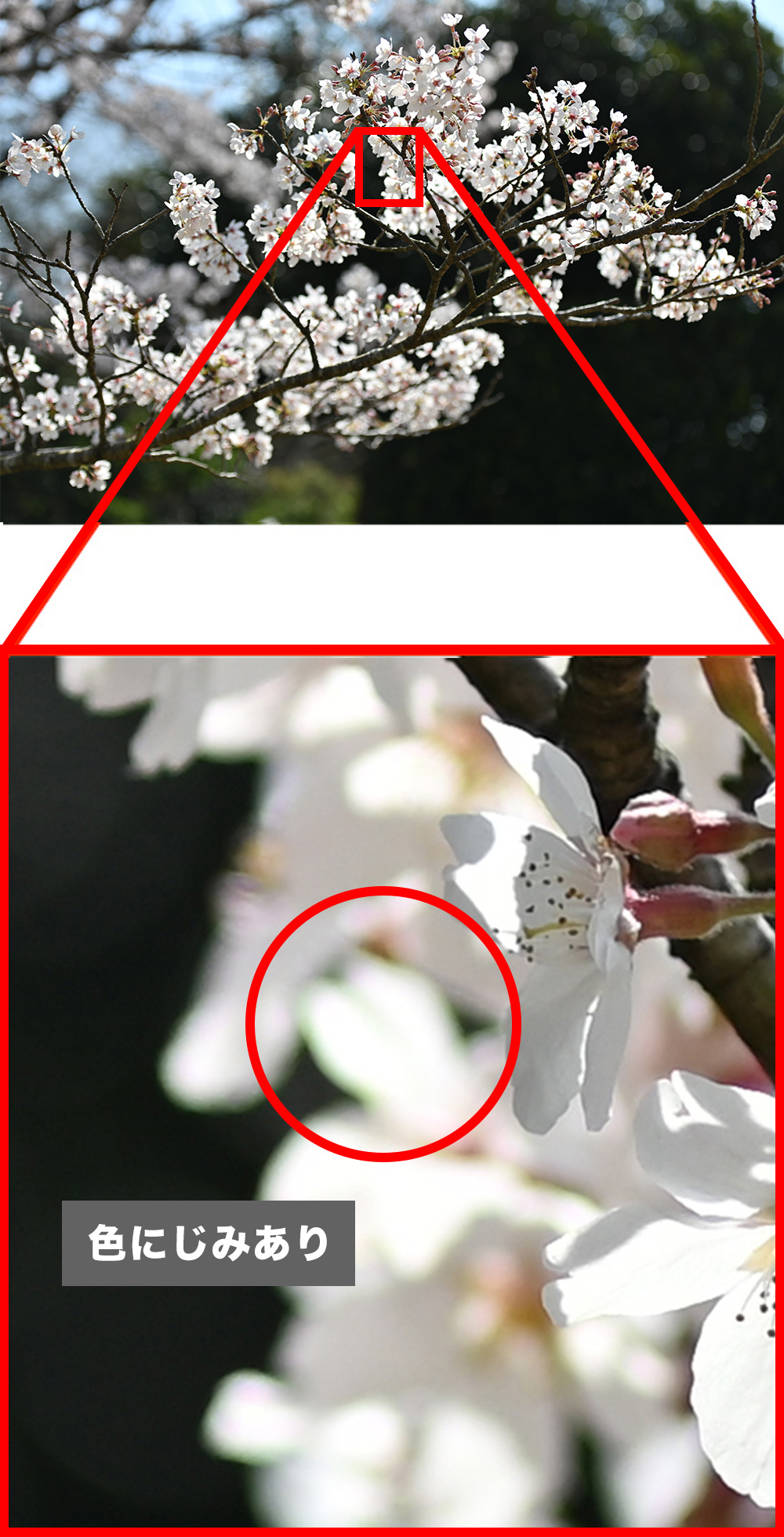 SRレンズ比較写真：SRレンズを搭載しないAF-S NIKKOR 70-200mm f/2.8G ED VR IIで撮影