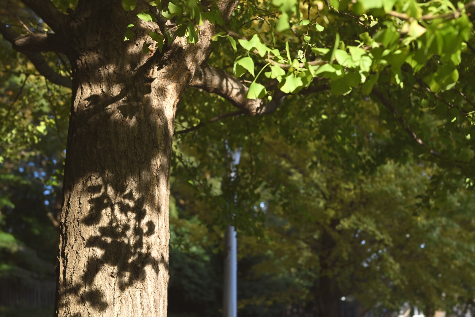 Nikon Zfでyucoが撮影した写真