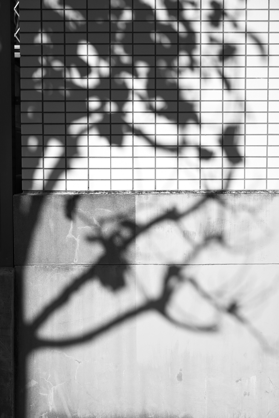 Nikon Zfでyucoが撮影した写真