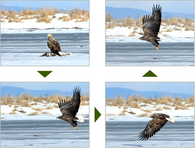 氷原から飛び立つオジロワシ