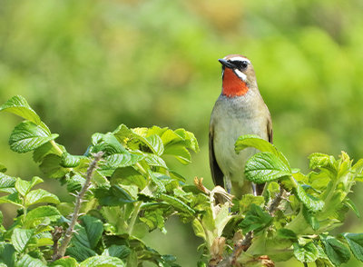 < ノゴマ > ●カメラ：COOLPIX P1000 ●焦点距離：2000mm相当（35mm判換算） ●撮影モード： SCENE［鳥］、1/500秒、f/6.3 ●ホワイトバランス：オート1 ●ISO感度：オート（ISO 125）  &copy;大橋弘一
