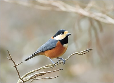 < ヤマガラ > ●カメラ：COOLPIX P1000 ●焦点距離：1000mm相当（35mm判換算） ●撮影モード：絞り優先オート、1/500秒、f/5.6 ●ホワイトバランス：オート1 ●ISO感度：1600  &copy;大橋弘一