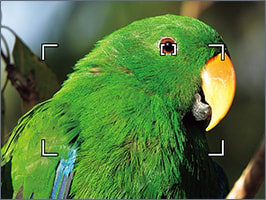 AFエリア イメージ