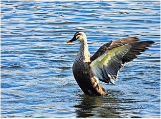 連写モードで撮影