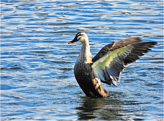 連写モードで撮影
