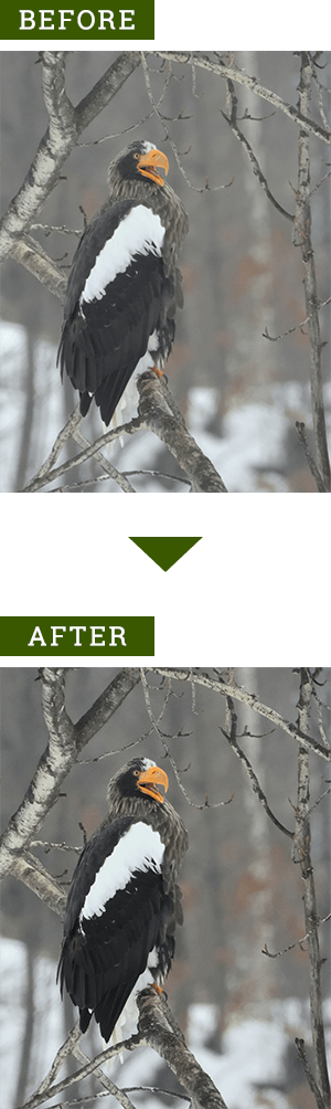 RAW現像 調整例A