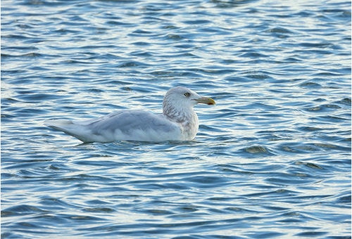 < シロカモメ > ●カメラ：COOLPIX P1000 ●焦点距離：1600mm相当（35mm判換算） ●撮影モード： SCENE［鳥］、1/500秒、f/6.3 ●ホワイトバランス：オート1 ●ISO感度：オート（ISO 800）  &copy;大橋弘一