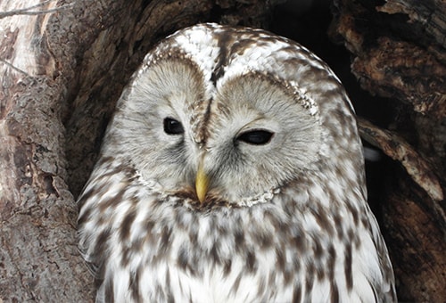 < フクロウ > ●カメラ：COOLPIX P1000 ●焦点距離：3000mm相当（35mm判換算） ●撮影モード： SCENE［鳥］ 、1/125秒、f/8 ●ホワイトバランス：オート1 ●ISO感度：オート（ISO 500）  &copy;大橋弘一