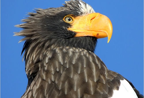 < オオワシ > ●カメラ：COOLPIX P1000 ●焦点距離：3000mm相当（35mm判換算） ●撮影モード：絞り優先オート、1/1000秒、f/8 ●ホワイトバランス：オート1 ●ISO感度：400  &copy;大橋弘一