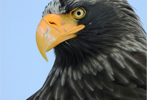 < オオワシ > ●カメラ：COOLPIX P1000 ●焦点距離：3000mm相当（35mm判換算） ●撮影モード：絞り優先オート、1/1000秒、f/8 ●ホワイトバランス：オート1 ●ISO感度：800  &copy;大橋弘一