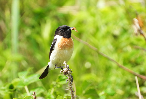 < ノビタキ > ●カメラ：COOLPIX P1000 ●焦点距離：2000mm相当（35mm判換算） ●撮影モード： SCENE［鳥］、1/500秒、f/6.3 ●ホワイトバランス：オート1 ●ISO感度：オート（ISO 220）  &copy;大橋弘一