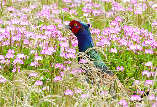 < キジ > ●カメラ：COOLPIX P1000 ●焦点距離：1000mm相当（35mm判換算） ●撮影モード：絞り優先オート、1/2000秒、f/6.3 ●ホワイトバランス：オート1 ●ISO感度：800  &copy;大橋弘一