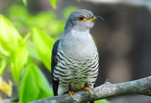 < ツツドリ > ●カメラ：COOLPIX P1000 ●焦点距離：2400mm相当（35mm判換算） ●撮影モード：プログラムオート、1/125秒、f/7.1 ●ホワイトバランス：オート1 ●ISO感度：640  &copy;大橋弘一