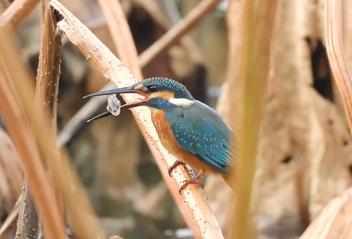 < カワセミ > ●カメラ：COOLPIX P1000 ●焦点距離：2600mm相当（35mm判換算） ●撮影モード：絞り優先オート、1/320秒、f/7.1 ●ホワイトバランス：オート1 ●ISO感度：800  &copy;大橋弘一