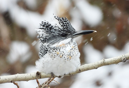 < ヤマセミ > ●カメラ：COOLPIX P1000 ●焦点距離：3000mm相当（35mm判換算） ●撮影モード：SCENE［鳥］ 、1/160秒、f/8 ●ホワイトバランス：オート1 ●ISO感度：オート（ISO 400）  &copy;大橋弘一