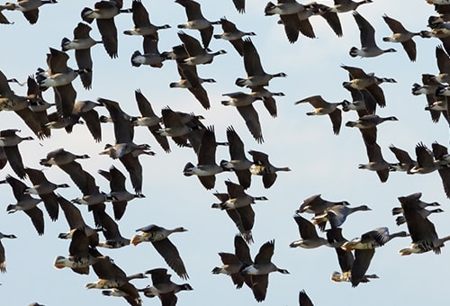 < シジュウカラガン > ●カメラ：COOLPIX P1000 ●焦点距離：1200mm相当（35mm判換算） ●撮影モード：シャッター優先オート、1/2500秒、f/7.1 ●ホワイトバランス：オート1 ●ISO感度：800  &copy;大橋弘一