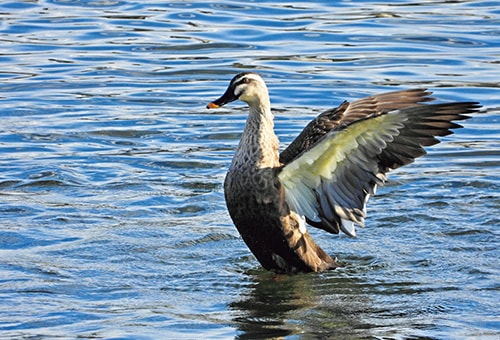 < カルガモ > ●カメラ：COOLPIX P1000 ●焦点距離：2000mm相当（35mm判換算） ●撮影モード：シャッター優先オート、1/1250秒、f/6.3 ●ホワイトバランス：オート1 ●ISO感度：オート（ISO 360）  &copy;斎藤勝則