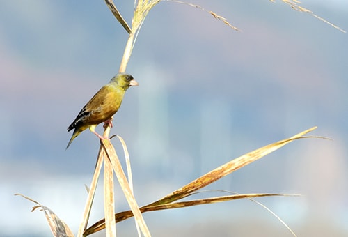 < カワラヒワ > ●カメラ：COOLPIX P1000 ●焦点距離：1700mm相当（35mm判換算） ●撮影モード：絞り優先オート、1/1000秒、f/8 ●ホワイトバランス：オート1 ●ISO感度：800  &copy;大橋弘一