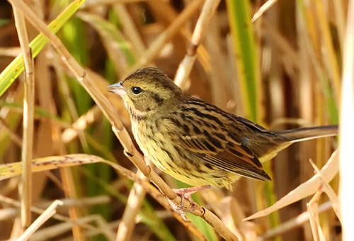 < アオジ > ●カメラ：COOLPIX P1000 ●焦点距離：1100mm相当（35mm判換算） ●撮影モード：絞り優先オート、1/800秒、f/5.6 ●ホワイトバランス：オート1 ●ISO感度：800  &copy;大橋弘一