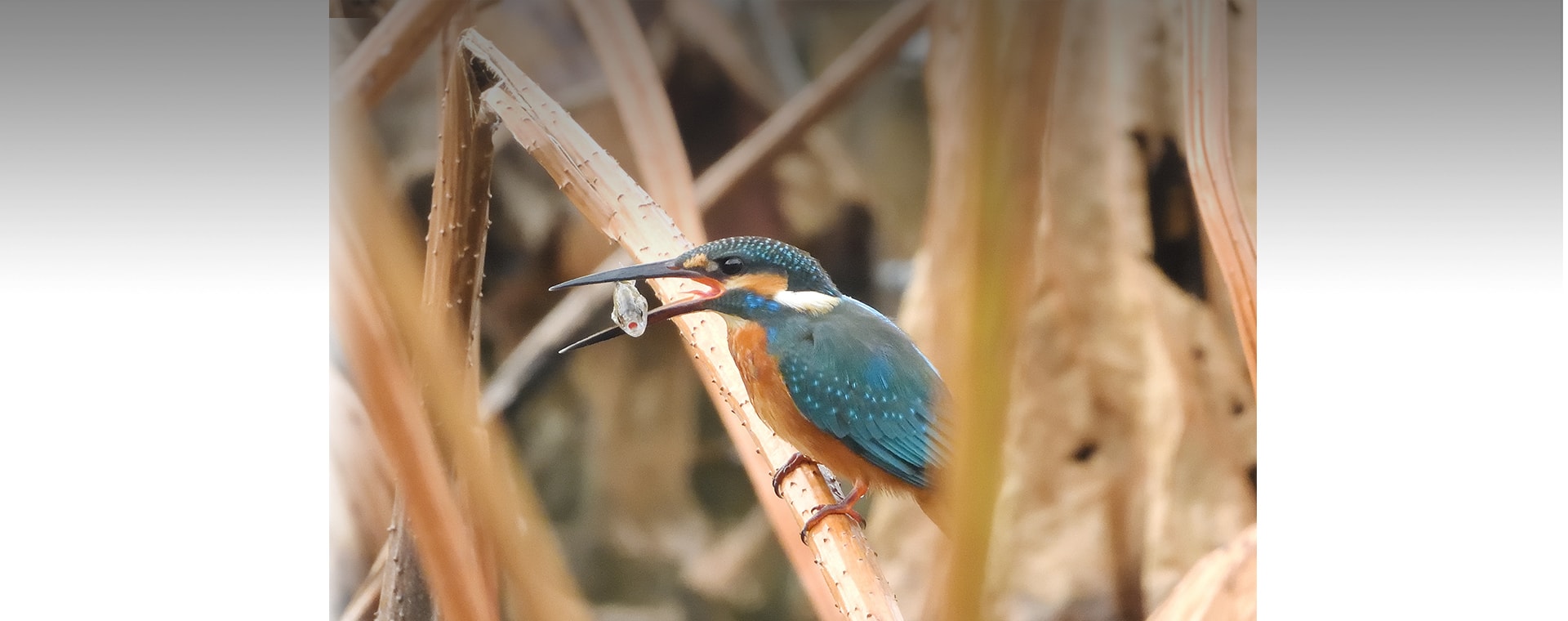 メインビジュアル1