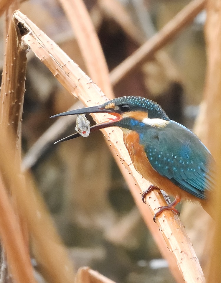 メインビジュアル1