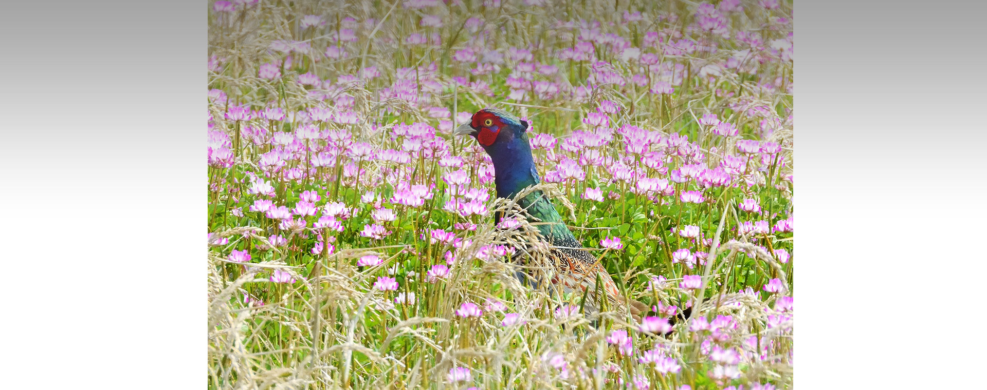 メインビジュアル5