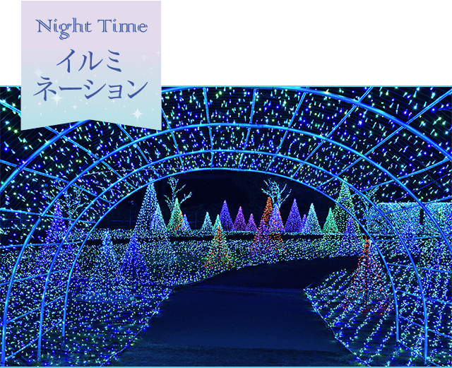 Night Timeイルミネーション