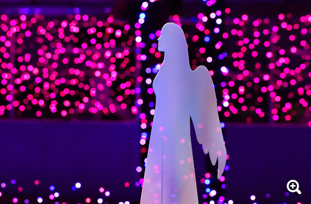 ●カメラ: D5600 ●レンズ: AF-P DX NIKKOR 70-300mm f/4.5-6.3G ED VR ●撮影モード: 絞り優先オート、1/60秒、f/8 ●ホワイトバランス: オート ●ISO感度: オート（ISO 2200）