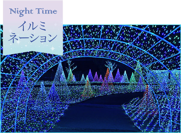 Night Time イルミネーション