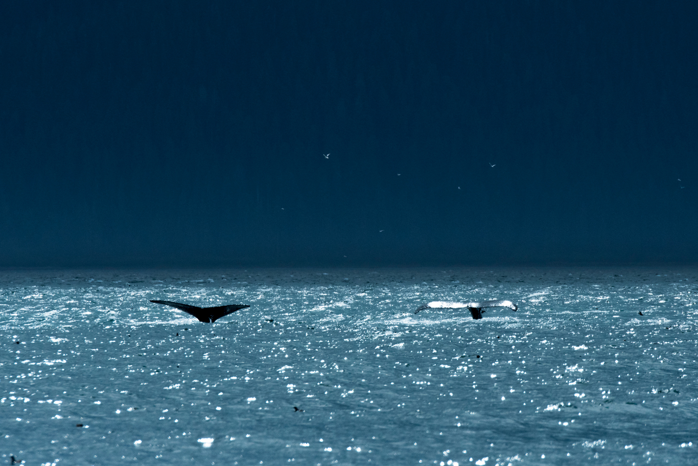夏のザトウクジラ