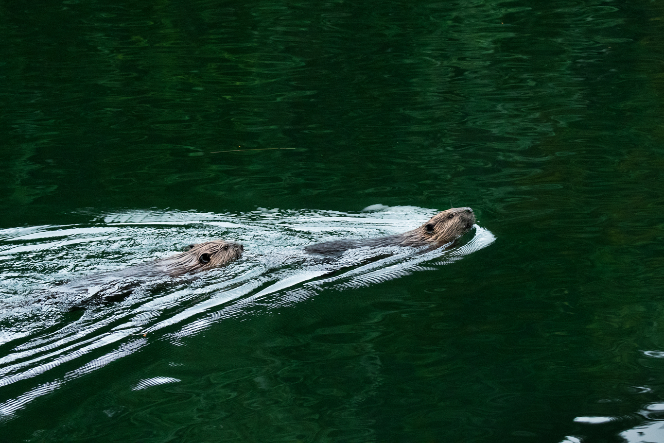 ビーバーカップル