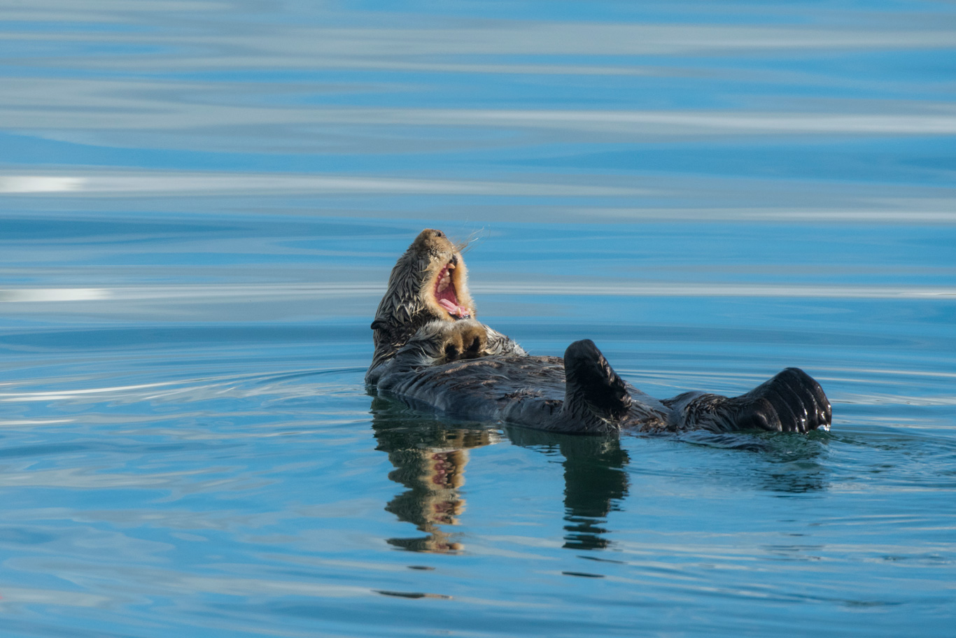 ラッコの大あくび