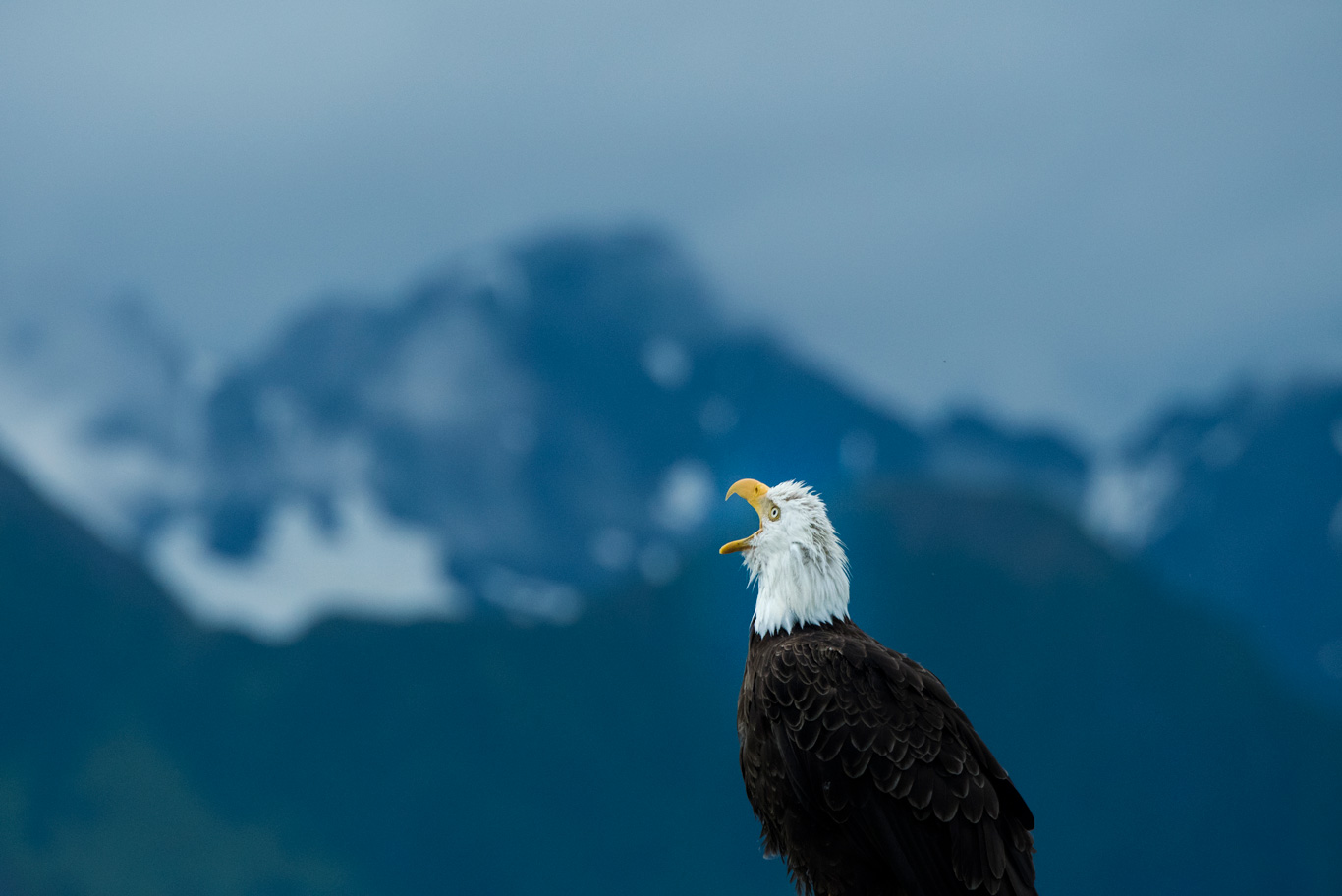 ハクトウワシの遠吠え