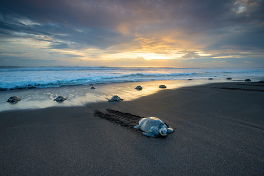 “Arribada” - a wonder in nature -