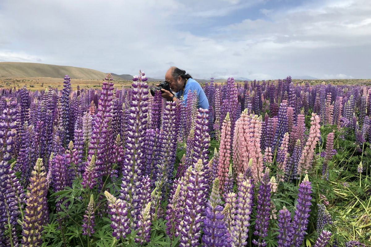 テカポ湖畔に群生するルピナス