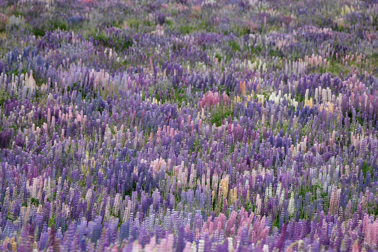 ルピナスのグラデーション