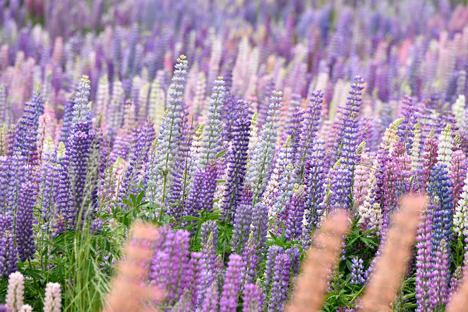 生命力あふれるルピナス