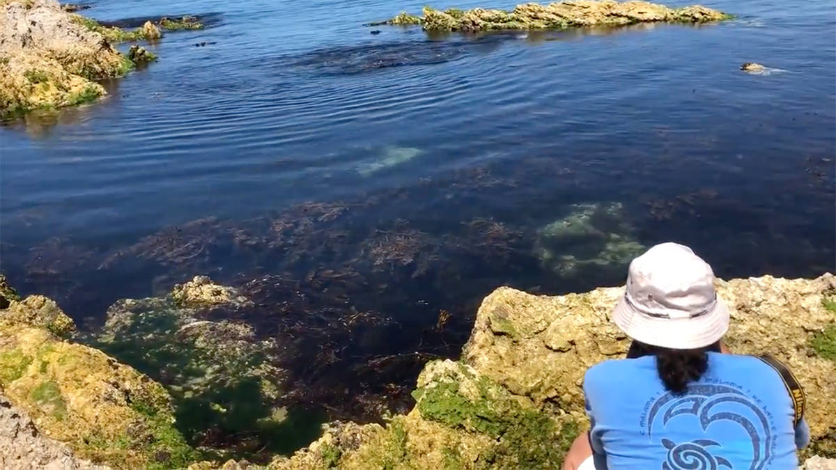 カイコウラの海で泳いでいたオットセイ。僕に興味をもったのか、のんびりとこちらに近寄ってきて、またゆったりと泳ぎ去っていった。